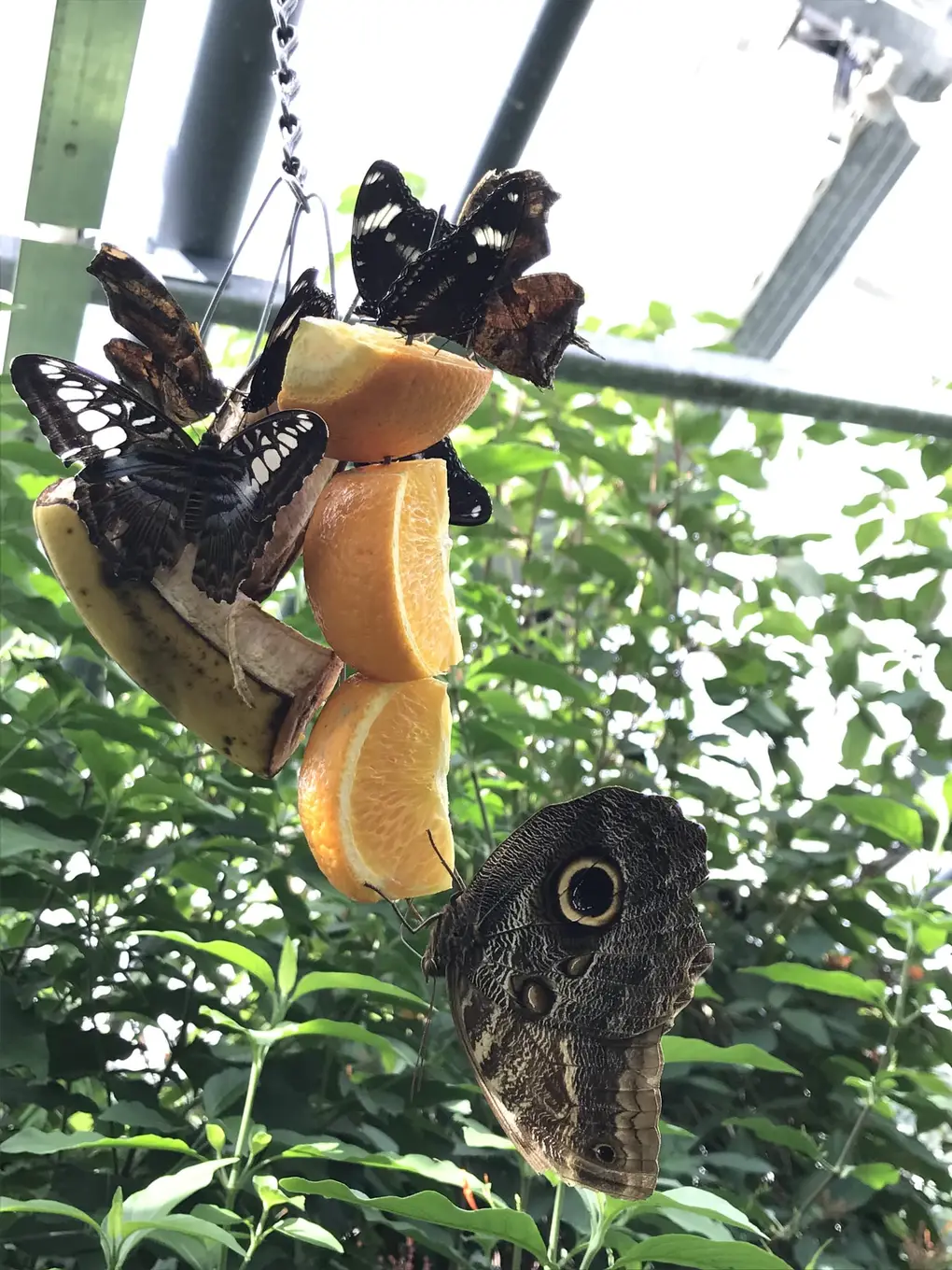 Schmetterlinge sitzen an aufgehängten Orangenhälften und einer Banane, unten ein großer brauner Falter mit Augenfleck, dahinter das Glasdach