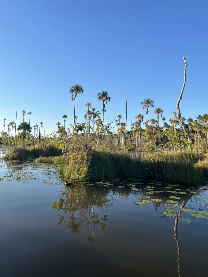 Ruhiges Wasser mit Seerosenblättern und kleinen grasbewachsenen Inseln, dahinter hohe schlanke Palmen unter blauem Himmel