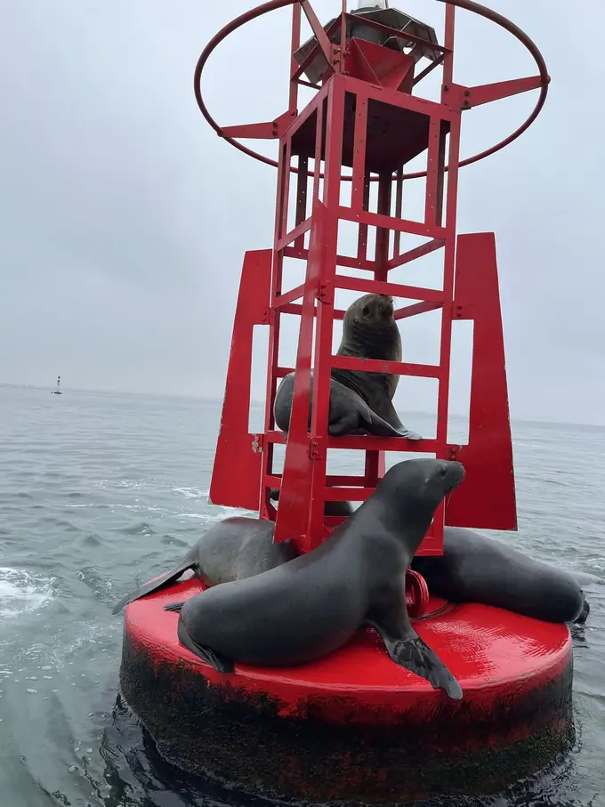 Mehrere Seelöwen liegen auf einer roten Leuchtboje im Meer, einer sitzt im Gitter des Turms