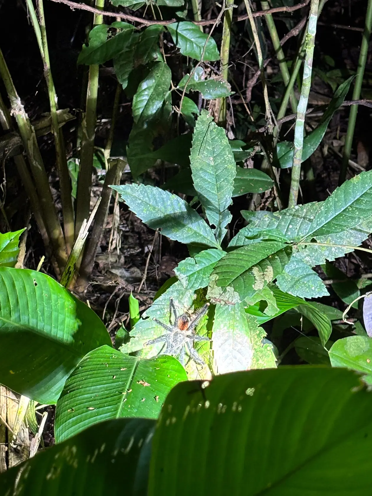 Eine große behaarte Spinne sitzt nachts auf einem grünen Blatt im Licht der Taschenlampe