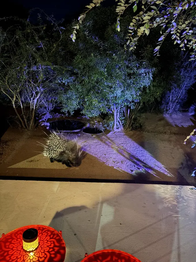 Ein Stachelschwein läuft nachts über den beleuchteten Weg neben der Terrasse