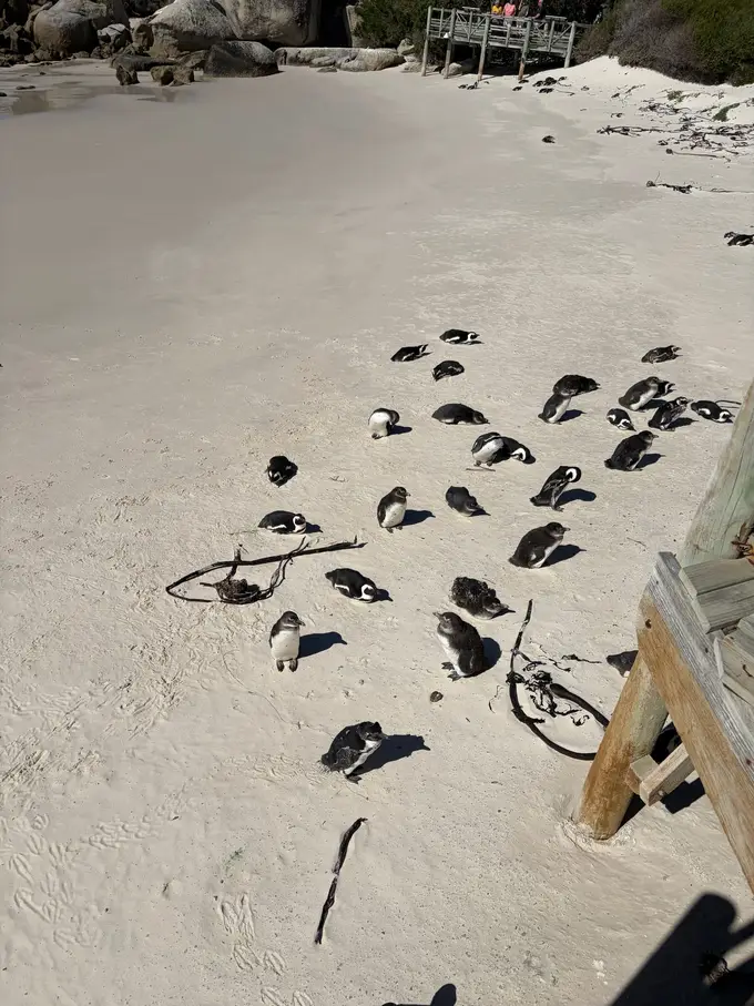 Weiter Blick von der Holzplattform auf den Strand mit vielen Brillenpinguinen im Sand