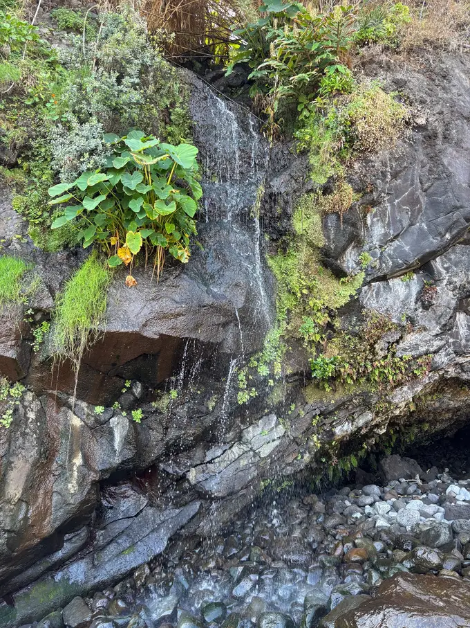 Ein schmaler Wasserfall tropft eine moosige, mit Farnen bewachsene Felswand herab