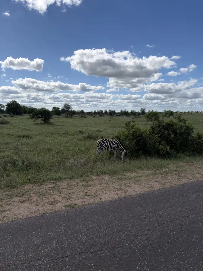 Ein Zebra grast am Rand der Safaripiste