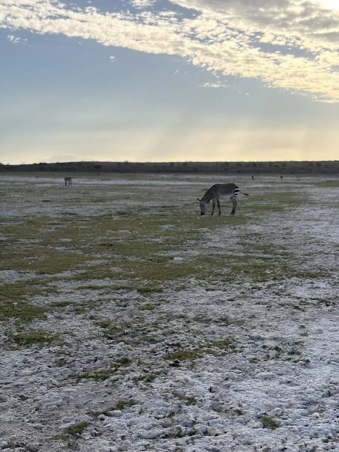 Ein Zebra grast allein auf einer von weißem Salz bedeckten Fläche im Abendlicht