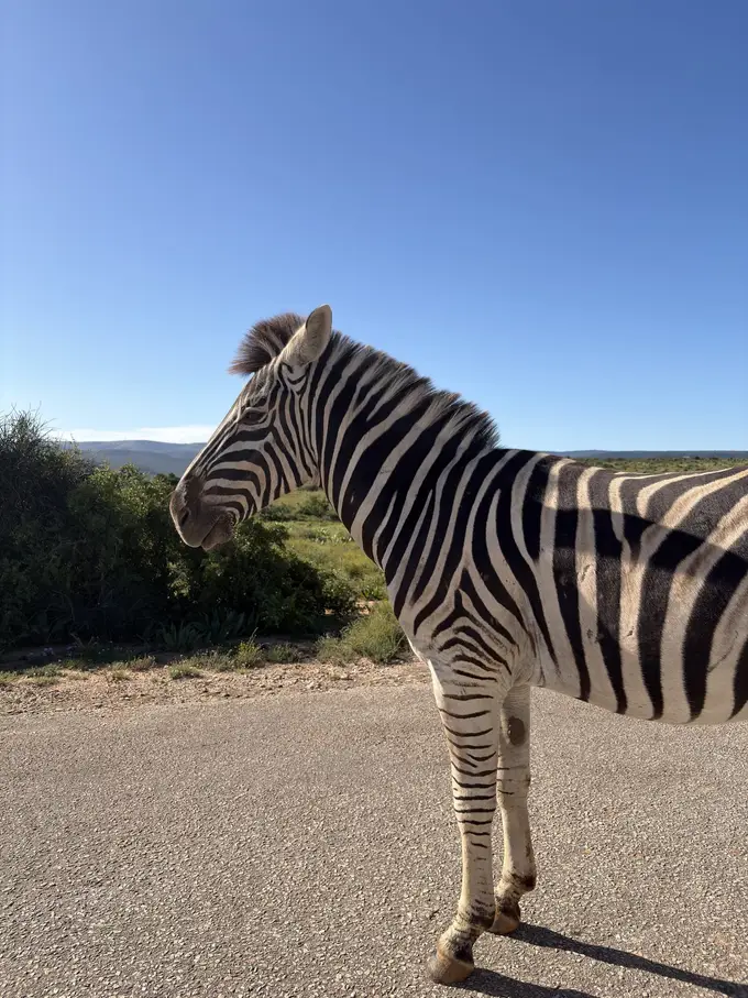 Ein Zebra steht direkt vor dem Auto auf der Straße und schaut in die Kamera