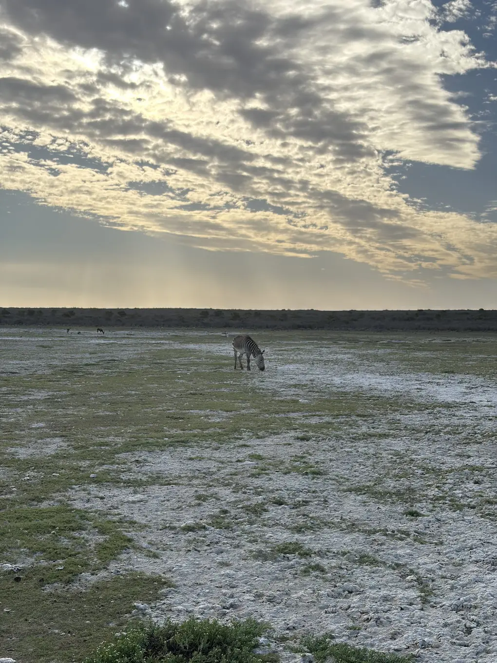 Ein Zebra grast auf salzweißem Boden nahe der Lodge