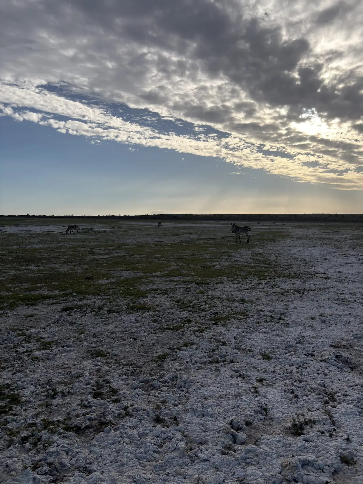 Zebras grasen verstreut auf einer weiten, salzweißen Fläche im Abendlicht