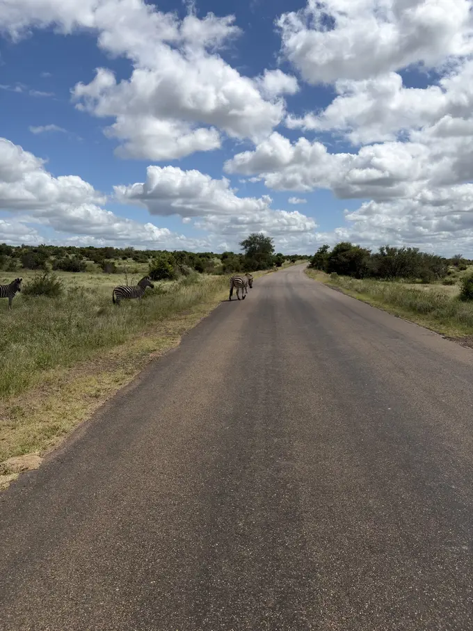 Mehrere Zebras überqueren eine unbefestigte Straße im Busch