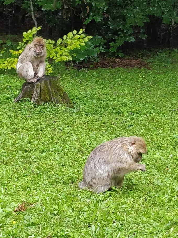 Zwei Berberaffen auf einer Wiese, einer sitzt auf einem Baumstumpf und schaut in die Kamera, der andere sucht vorne im Gras